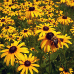 Blomster, stauder