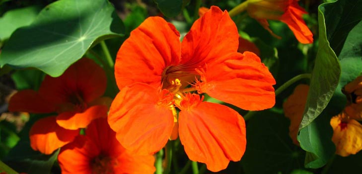 Flower Nasturtium: hvordan man vokser fra frø, hvordan man pleje, smukke billeder