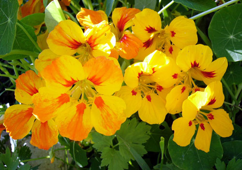 Nasturtium - vokser fra frø