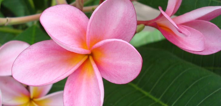 Flower Plumeria - den magiske duft i dit hjem