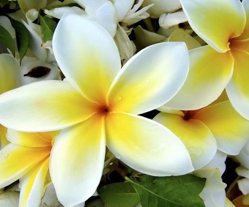 Flower Plumeria - den magiske duft i dit hjem