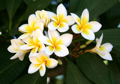 Flower Plumeria - den magiske duft i dit hjem