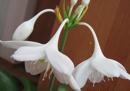 to eucharis blomster