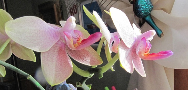 Phalaenopsis blomstrer