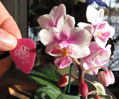 Phalaenopsis blomstrer