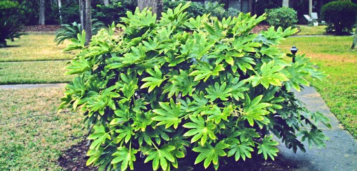 pleje fatsia derhjemme