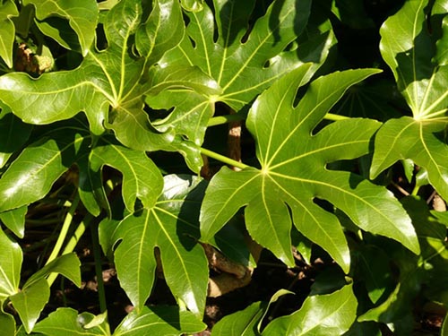 Forskellige typer af fatsia