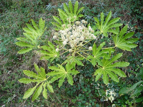 fatsia under behagelige temperaturforhold