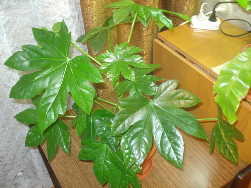 fatsia ved det vestlige vindue
