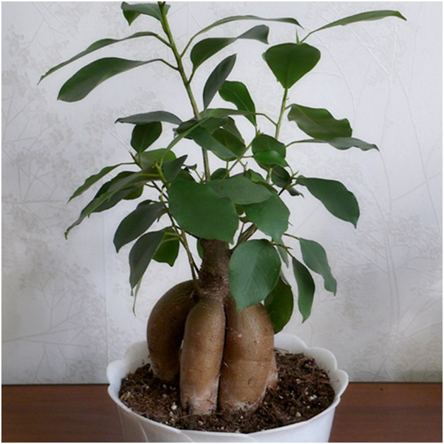 Ficus før transplantation