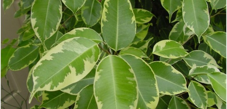 værelse ficus