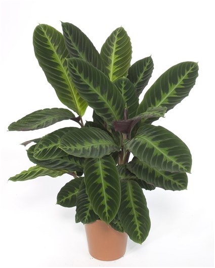 karbad med ficus