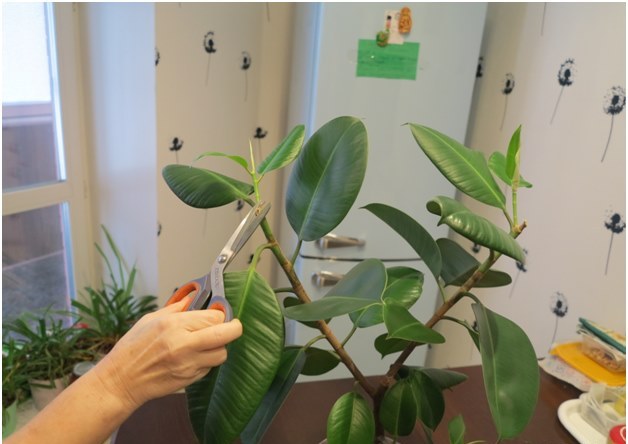 ficus skæring