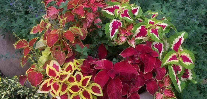 Fittonia: pleje