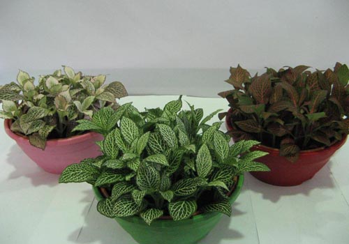 Fittonia: pleje