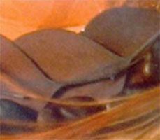eucalyptus blade