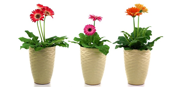 Gerbera i puljen