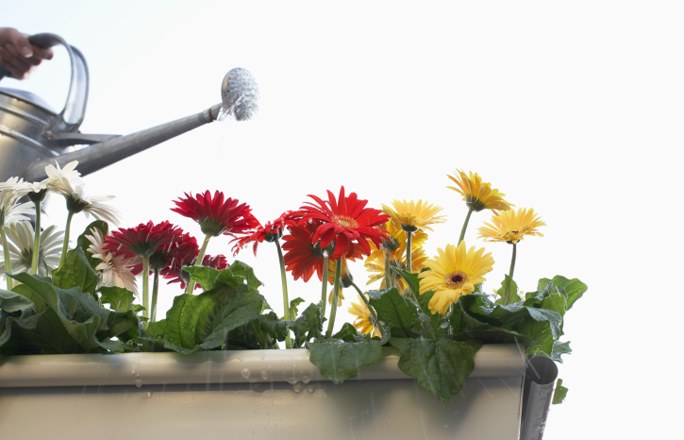 Gerbera i puljen