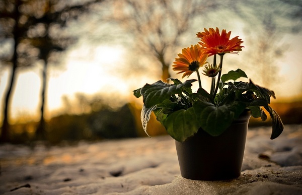 Gerbera i puljen