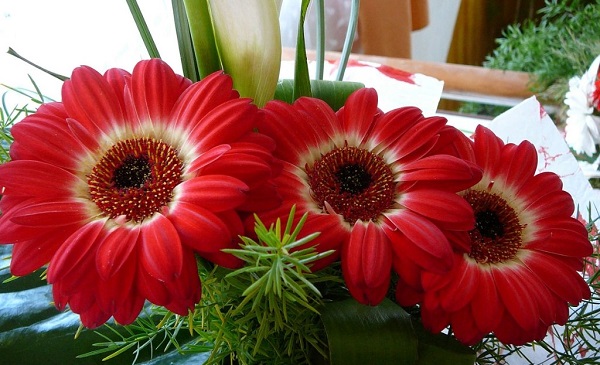 Gerbera i puljen