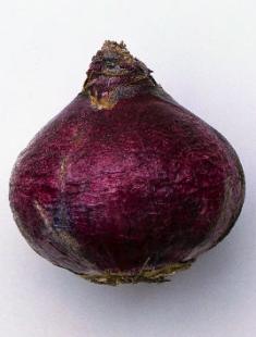 Hyacint derhjemme