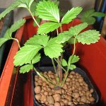 Hydroponics hjemme