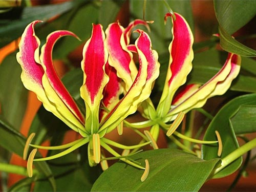 Egenskaber ved plantning "flamme lilje"