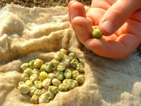 Ærter: plantning og pleje på det åbne område