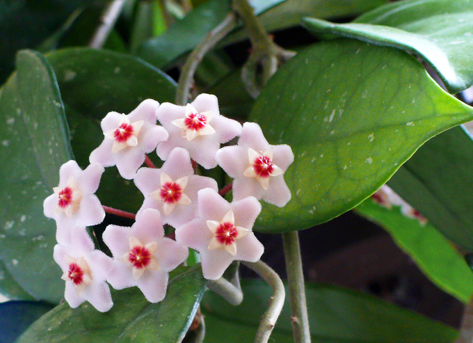 Hoya: Karakteristika