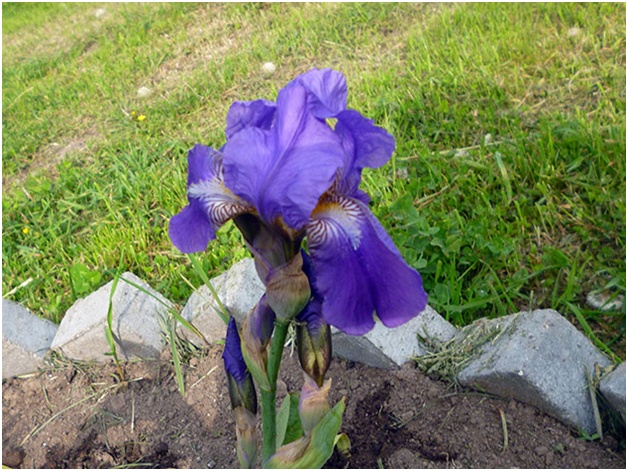iris på blomsterbedet