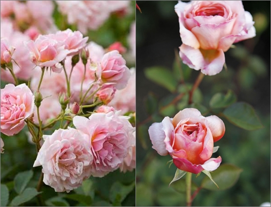 Sådan plantes roser