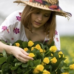 Sådan plantes roser