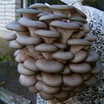 Hvordan man dyrker østers champignon i hjemmet