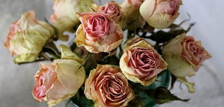 Sådan tørres blomster til en herbarium