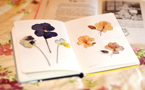Sådan tørres blomster til en herbarium