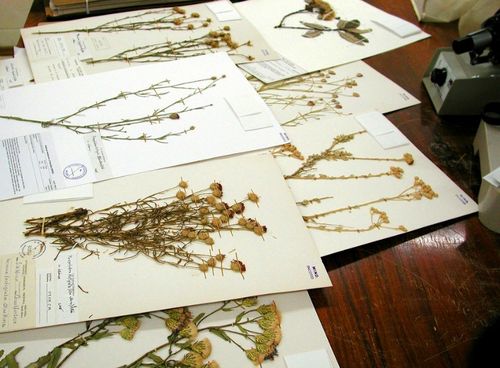 Sådan tørres blomster til en herbarium