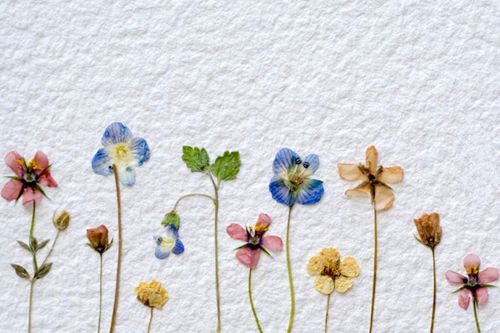 Sådan tørres blomster til en herbarium