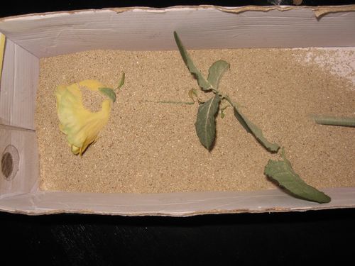 Sådan tørres blomster til en herbarium