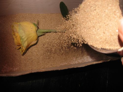 Sådan tørres blomster til en herbarium
