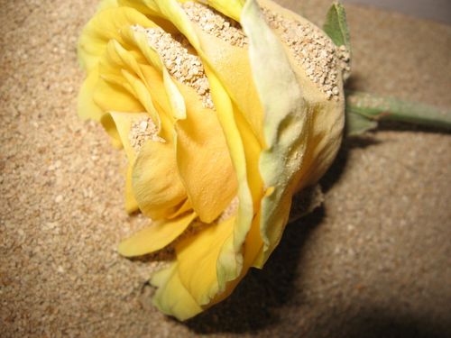 Sådan tørres blomster til en herbarium