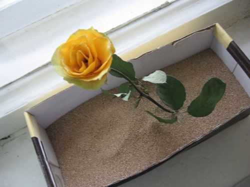 Sådan tørres blomster til en herbarium