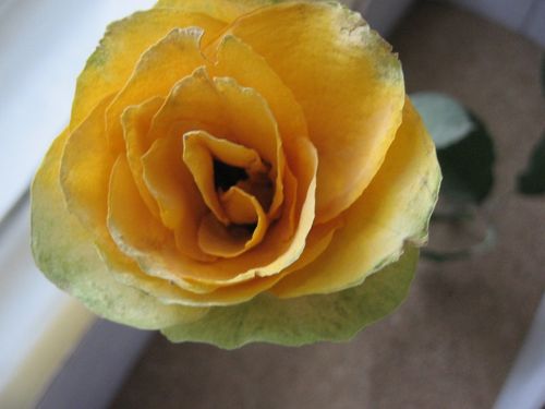 Sådan tørres blomster til en herbarium