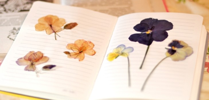Lære at lave en herbarium og et album til ham med egne hænder