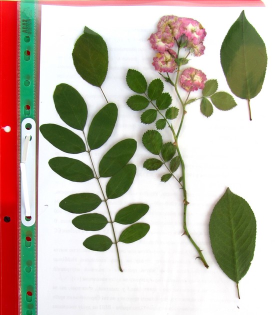Lære at lave en herbarium og et album til ham med egne hænder