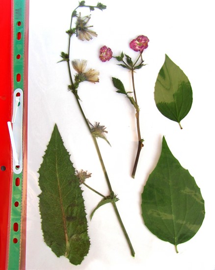 Lære at lave en herbarium og et album til ham med egne hænder