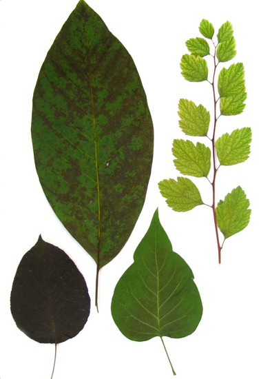 Lære at lave en herbarium og et album til ham med egne hænder