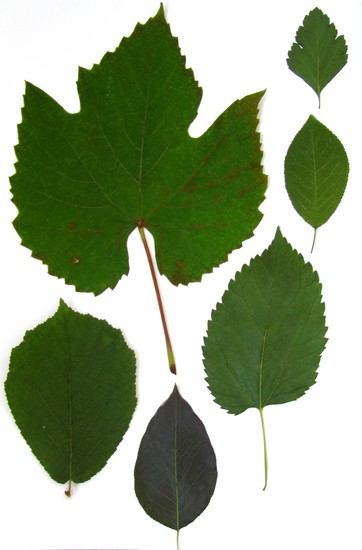 Lære at lave en herbarium og et album til ham med egne hænder
