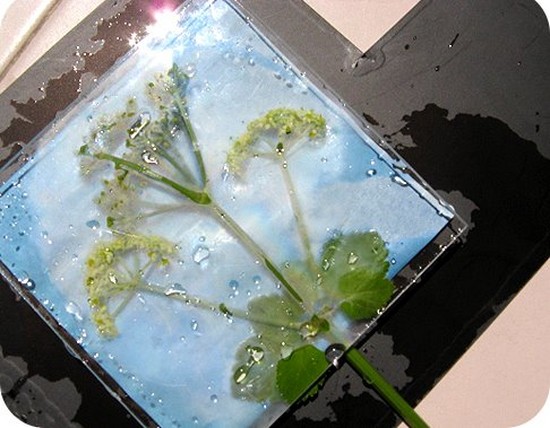 Lære at lave en herbarium og et album til ham med egne hænder