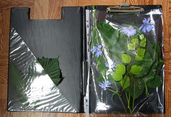 Lære at lave en herbarium og et album til ham med egne hænder