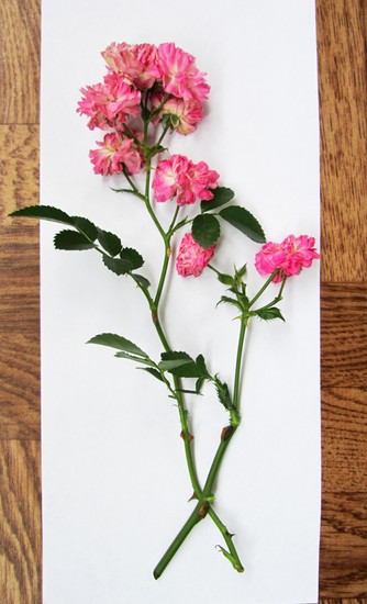 Lære at lave en herbarium og et album til ham med egne hænder